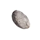 Ablone Abalone Competitive Price Fresh Frozen Ablone Seafood Abalone Frozen Green Abalone