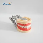 Model Tooth Model High Quality Dental Teeth Model Chinese Nissin Teeth Standard Tooth Model