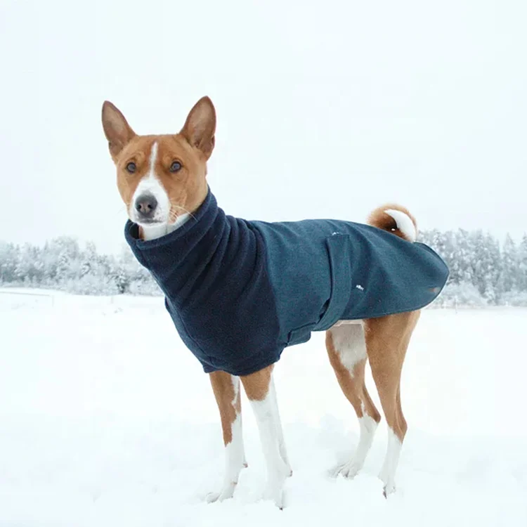 do dogs need to wear clothes in winter