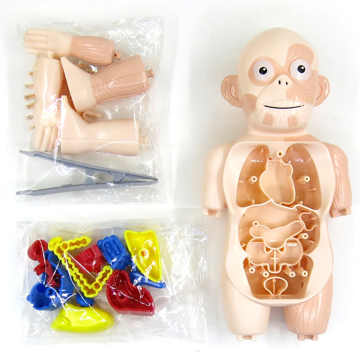 Factory Wholesale Human Organ NEW Teaching toys DIY Medical School Educational For Kids