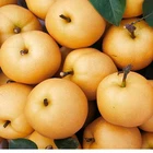 Pear Pear China Delicious Fresh Pear Sweet Pear Hot Selling