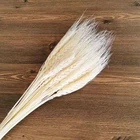 Wedding Decoration High Quality Dried Wheat Natural Color White Pink Flowers Dry Wheat For Wedding Decoration