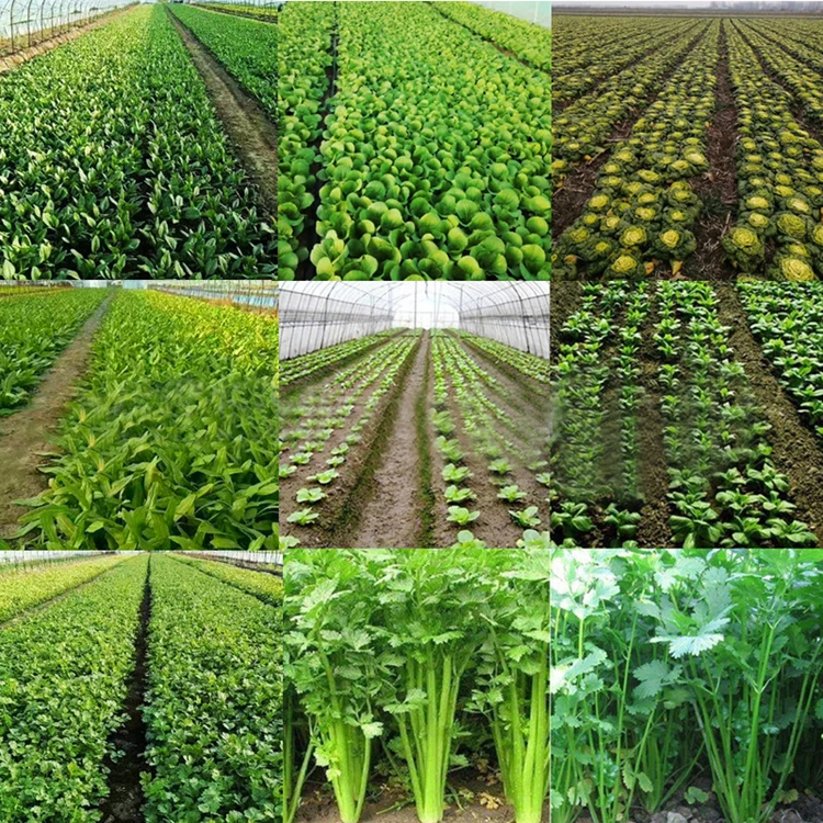 Automatic Vegetable Precise Sower / Vegetable Seeder / Vegetable Planter
