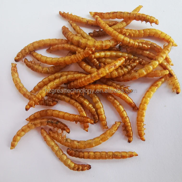 5kg mealworms for sale