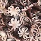 Baby Whole Cleaned Frozen Baby The Living Octopus Baby