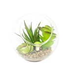 Bonsai Hot Sale Clearly Glass Pot Artificial Succulent Plant Bonsai Air Plants For Home Indoor Decor