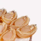 Abalone Hot Selling Good Quality Nutritious Shellfish Dried Abalone