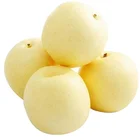 Pear Best Selling Fresh Pears Good Quality New Crop
