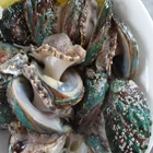 Abalone Professional Cheap Price Frozen Abalone For Sale With Shell