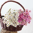 Chrysanthemum 2021 Hot Selling Product Rodanthe Daisy Preserved Dried Flowers Chrysanthemum For Wedding Decor