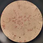 Embryology Microscope Slides With Specimen For Medical Laboratory Instrument