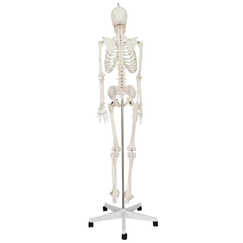 Human Education Skeleton Model 170cm With Stand Biological Model