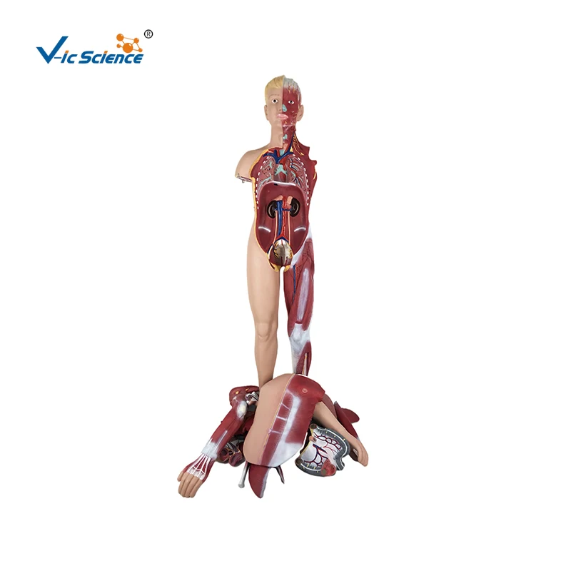 Life Size Part Human Dual Sex Muscular Figure With Organs Anatomy