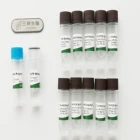 China Hot Sell China Produce 500U Or 1000U Or 5000U Without Mg2+ Taq DNA Polymerase