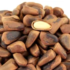 Pine Nuts Shell Pine Nuts Shelling The Factory Wholesale Pine Nuts In Shell Organic