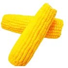 Corn Corncorn Factory Corn Top Quality Yellow Maize Corn Frozen Dried Super Sweet Corn Best Price