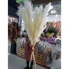 Natural Pink Natural White Grey Pink Dry Dried Plume Reed Catkins Phragmites Australis Bulrush Pampas Grass Reed Flowers