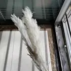 Wedding Wedding Decoration Factory Direct Sale Wedding Dry Flowers Decoration Pampas Grass Flower