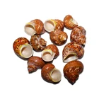 Shell Sea Wholesale Polished Raw Natural Red Cat Eye Shell For Home Decoration Conch Sea Shell Gift
