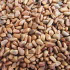 Shell Pine Nuts Wholesale Bulk In Shell Pine Nuts