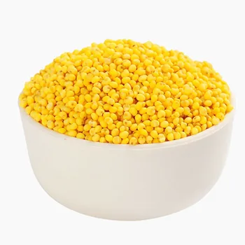 high quality raw yellow millet green millet pearl millet bajra
