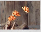 Lotus Flower Natural Style The Best Quality Lotus Flower Decorative Floral Picks For Home Decoration And Shooting Props