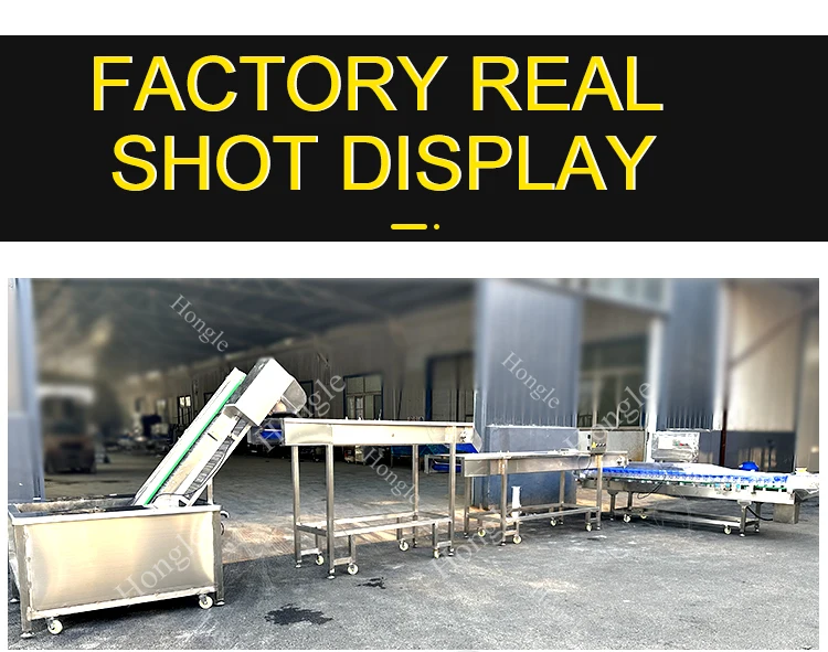 Clam Fish Sorting Machine Agricultural Product Weight Sorting Machine Shrimp factory