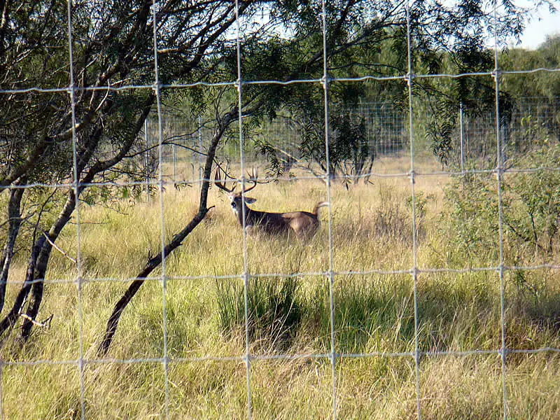 Boundaries fence5.jpg