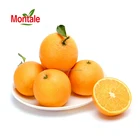 Orange Oranges Montale Factory Sale Navel Orange Sweet Juicy Honey Oranges Fresh Oranges