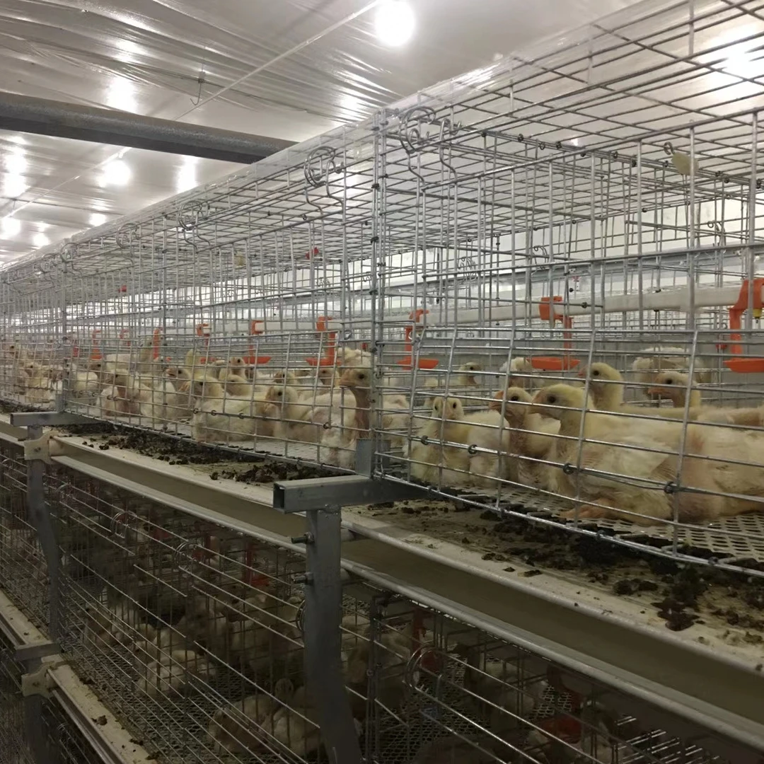 Livestock Animal Husbandry Equipment Poultry Farm Equipment For Broiler  House - Buy Chicken Laying Cage,Chicken Breeding Cage,Cages For Chickens  Product on 