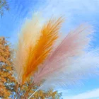 Dry artificial flower feather colored large faux tall pampas grass for wedding home decor