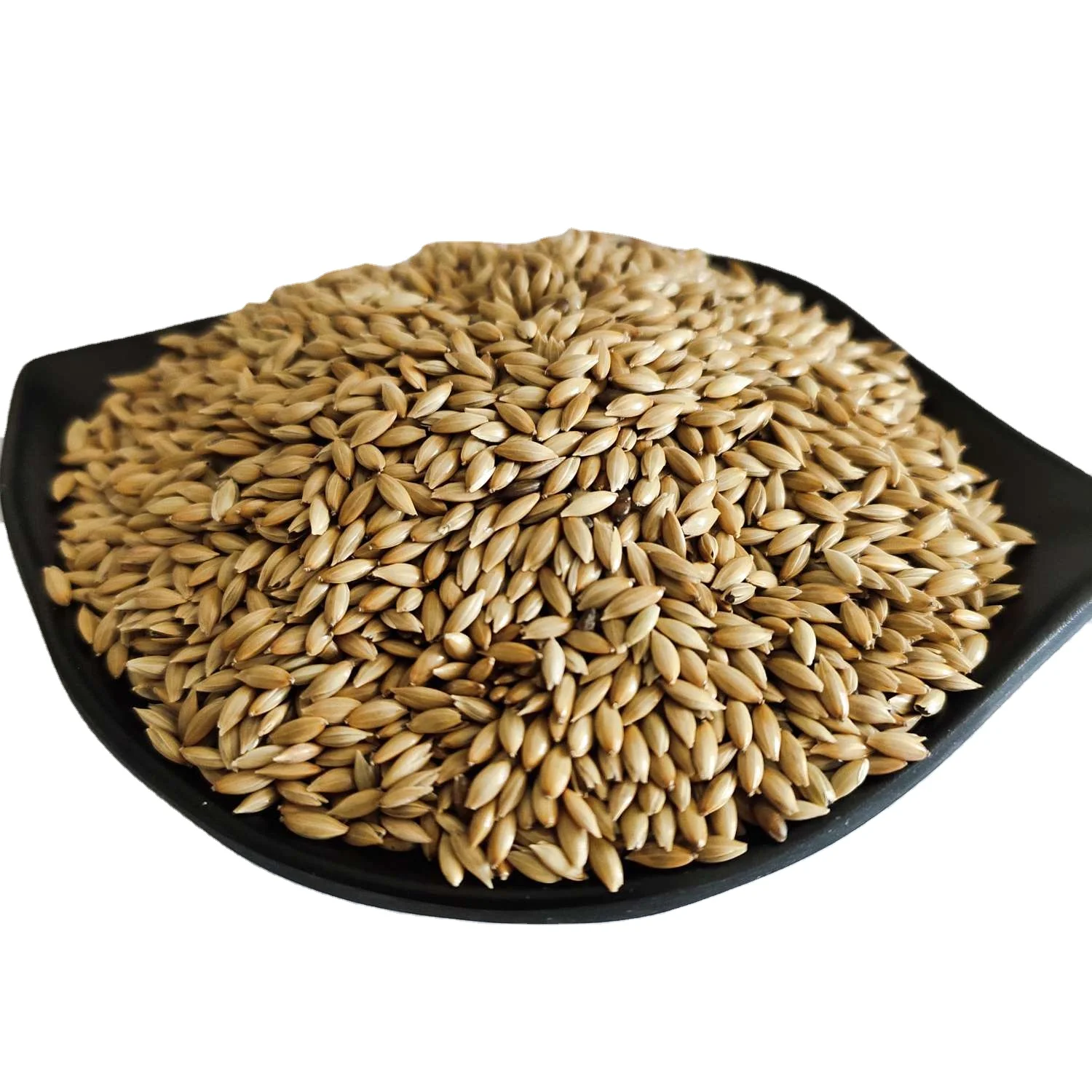 bulk canary seed