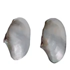 Sea Shells Shell High Quality Sea Shells Mother Of Pearl Shell Raw Material For Decoration