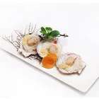 Sea Shell Frozen Scallops Fresh Sea Scallop Sea Shell With Roe