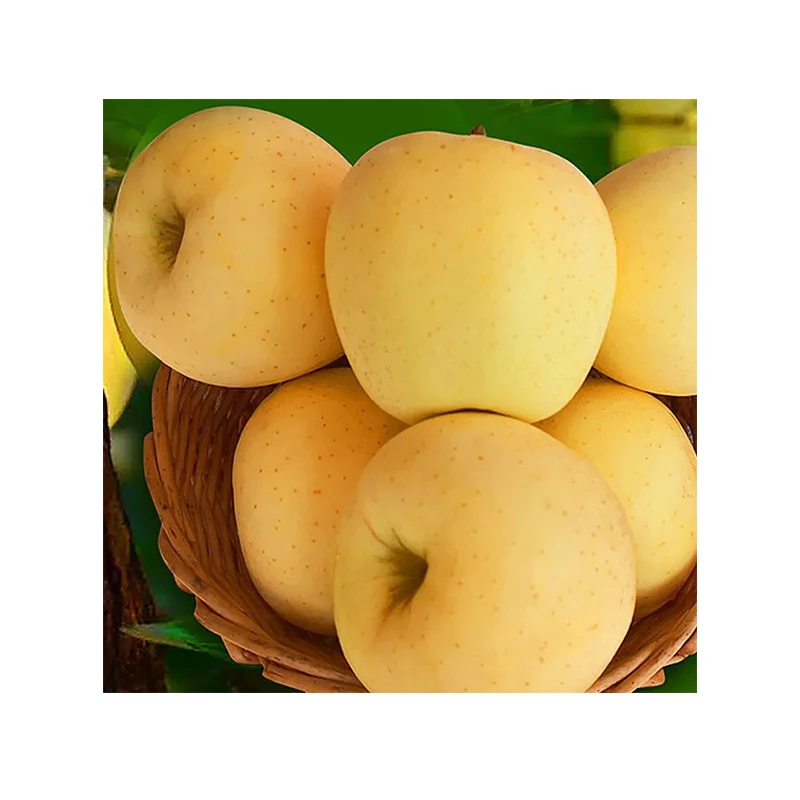 75cm Delicious Fresh Fruit Apple Whole Sale Fresh Golden Apple Buy Fresh Golden Apples Fresh Apples Apple Fruit Fresh With Good Price Product On Alibaba Com