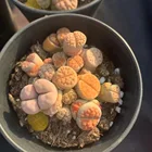 Seeds Lithops Plants Semillas Lithops Seeds Lithops