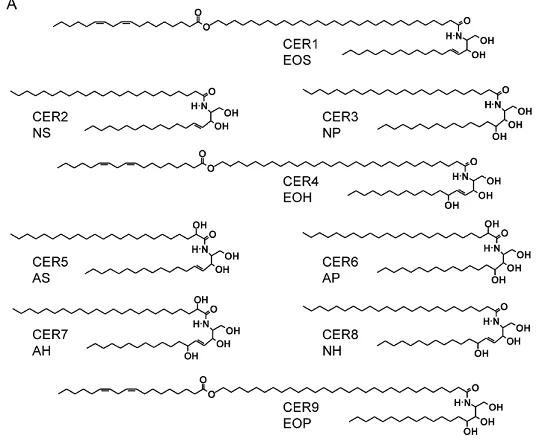 ceramide 1 ceramides 5% 10% Rice bran extract Cosmetic raw materials