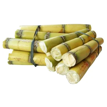 Frozen Sugarcane Sick - Viet Nam Specialty Frozen Sugarcane Sick Healthy Fruits for Cooking and Drinking