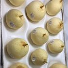 Pears Fresh Pearfresh 2020 New Hot Selling Ya Pears Fresh Pears From China For 2020
