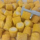 Sweet Yellow Suppliers Wholesale Bulk Frozen Sweet Yellow Corn Corn Cob Of Export Price
