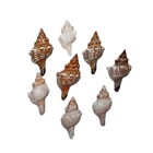 Sea Shells Shell 2021 New Arrival Sea Shells Mixed Beach Seashells Housing Shell