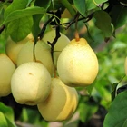 Pear Pear High Quality With Best Price Chinese Fresh Ya Pear Fruit