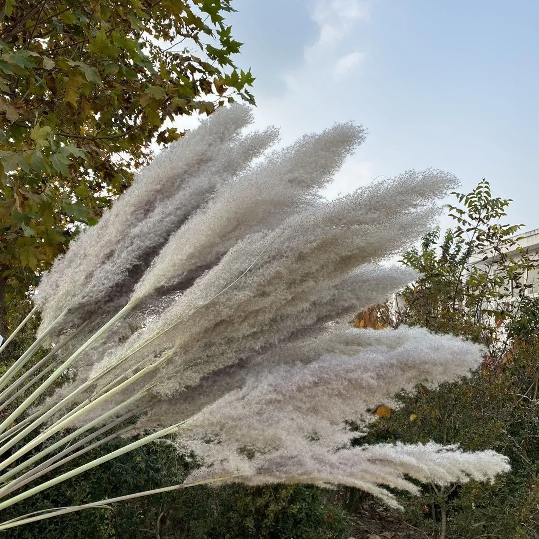 High Quality Dried Flower 90cm 120cm Other Decorative Flowers And Plants Pampas Grass Artificial