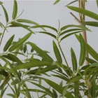 Tree Trees Bamboo Tree Hot Selling Vertical Panel Terracotta Pots Leaves Wall Art Green Style Plant Nordic