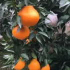 Orange High Quality Delicious Citrus Fruit 100% Maturity Class A Natural Juicy Chinese Fresh Mandarin Orange