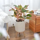 Plant Manufacturer Cheap Lazy Flower Plant Self Watering Flower Pot Flowerpots Plastic