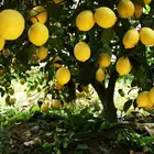 Fruit Hot Sale Delicious Citrus Fruit 100% Maturity Class A Natural Juicy Chinese Fresh Lemons