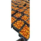 High Quality Cheap Crop Fresh Citrus Fruit Navel Oranges Sweet Delicious Mandarin
