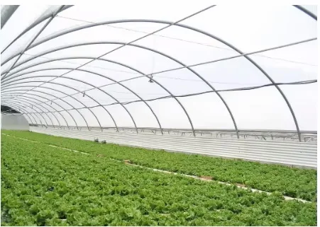 Eco-Friendly Single Layer Agricultural Plastic Film Greenhouse for Vegetable Tunnel China Product factory