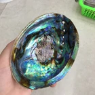 Sea Shells Shell Shell High Quality Hot Sale Rainbow Sea Shells Natural Raw Polished Abalone Shell For Home Decoration